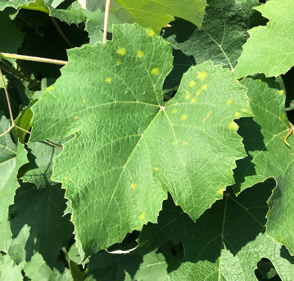 Downy mildew symptoms